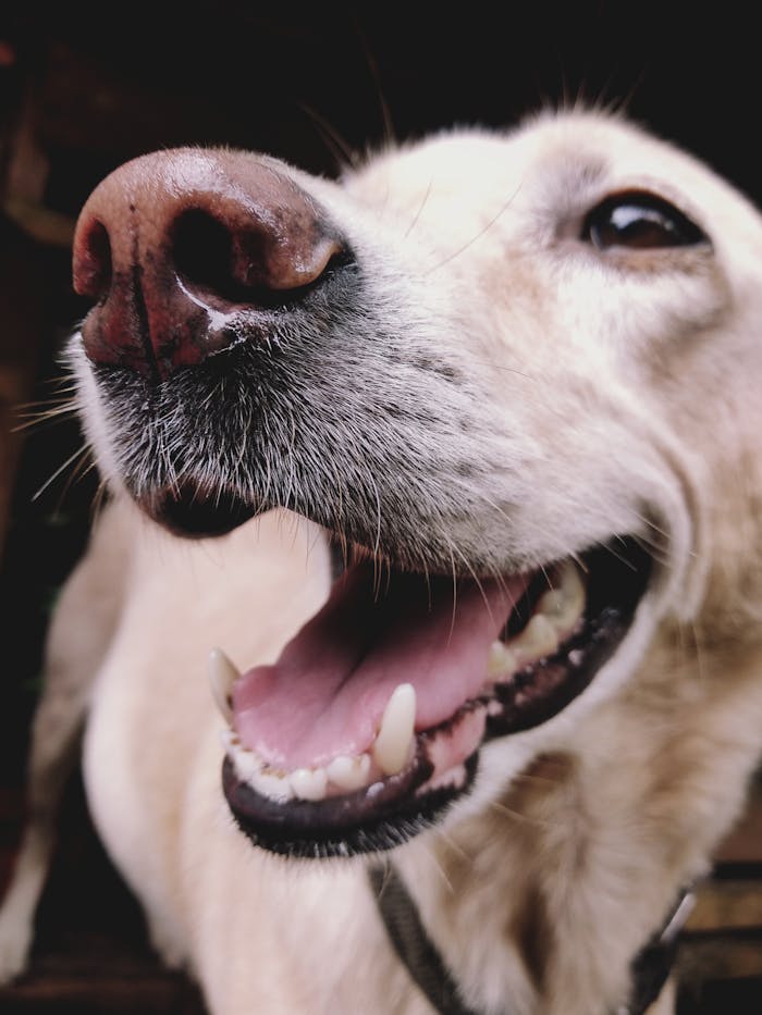 Services Adorable close-up of a happy golden retriever with its tongue out.